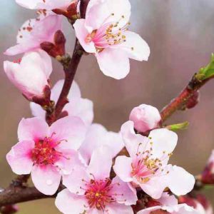 دانلود آهنگ بهار اومده دوباره بهار شادی میاره