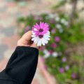 آهنگ بالاتر از گل بهش نگین اینستاگرام