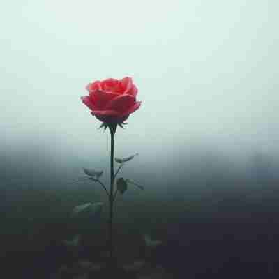 گلهای کاغذی بود هرچی که کاشته بودیم
