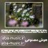دانلود آهنگ تو بخوان شب همه شب برایم ای مرغ سحر هوش مصنوعی